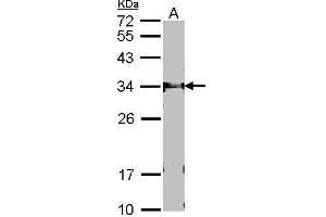 WB Image Sample (30 ug of whole cell lysate) A: NIH-3T3 12% SDS PAGE FBXL12 antibody antibody diluted at 1:1000 (FBXL12 antibody  (C-Term))