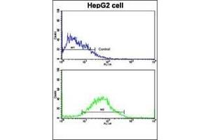 Flow cytometric analysis of HepG2 cells using PUM2 Antibody (bottom histogram) compared to a negative control cell (top histogram). (PUM2 antibody  (AA 159-189))