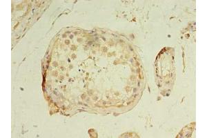 Immunohistochemistry of paraffin-embedded human testis tissue using ABIN7160749 at dilution of 1:100 (GPR18 antibody  (AA 290-331))