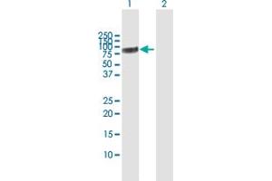 Western Blot analysis of CHEK2 expression in transfected 293T cell line by CHEK2 MaxPab polyclonal antibody.