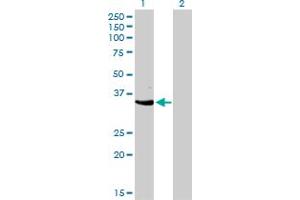 Image no. 1 for anti-Cyclin-Dependent Kinase 3 (CDK3) (AA 206-305) antibody (ABIN465981) (CDK3 antibody  (AA 206-305))