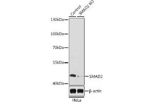Western blot analysis of extracts from normal (control) and SMAD2 knockout (KO) HeLa cells using SMAD2 Polyclonal Antibody at dilution of 1:1000. (SMAD2 antibody)