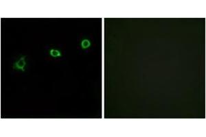 Immunofluorescence analysis of HuvEc cells, using OR1N1 Antibody. (OR1N1 antibody  (AA 231-280))