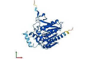 AlphaFold protein structure predicition of Mouse Recombinant Mgll Protein, UniprotID O35678 (MGLL Protein (AA 1-303) (His tag))