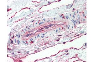 Anti-ANXA5 / Annexin V antibody IHC staining of human vessel. (Annexin V antibody  (C-Term))