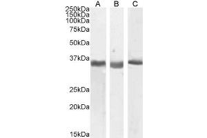 ABIN940566 (0. (SPON2 antibody  (Internal Region))