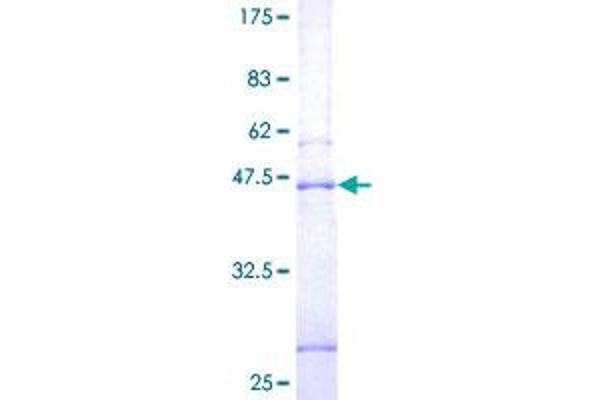 Synaptogyrin 1 Protein (SYNGR1) (AA 1-191) (GST tag)