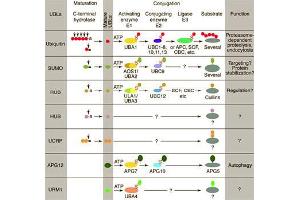 Conjugation pathways for ubiquitin and ubiquitin-like modifiers (UBLs). (CAND1 antibody  (N-Term))