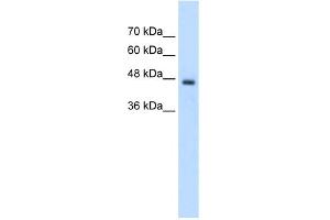 WB Suggested Anti-PCYT2 Antibody Titration:  2. (PCYT2 antibody  (C-Term))