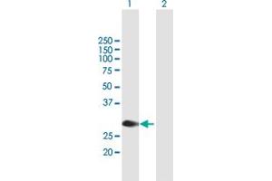 Western Blot analysis of MYCL1 expression in transfected 293T cell line by MYCL1 MaxPab polyclonal antibody. (LMYC antibody  (AA 1-206))