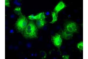 Anti-PRDX4 mouse monoclonal antibody (ABIN2453501) immunofluorescent staining of COS7 cells transiently transfected by pCMV6-ENTRY PRDX4 (RC203330). (Peroxiredoxin 4 antibody)