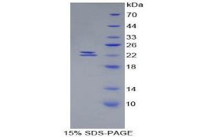 SDS-PAGE (SDS) image for Bone Morphogenetic Protein 1 (BMP1) (AA 856-982) protein (His tag) (ABIN1980804)