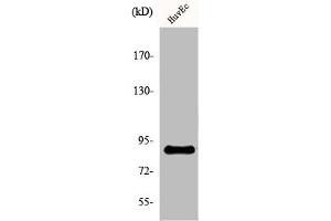 Western Blot analysis of HuvEc cells using Kanadaptin Polyclonal Antibody (NADAP antibody  (Internal Region))