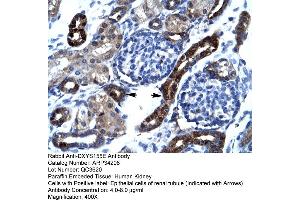 Human kidney (SFRS17A antibody  (N-Term))