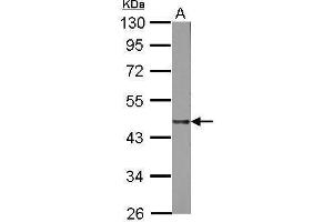 WB Image Sample (50 ug of whole cell lysate) A: mouse Liver 10% SDS PAGE antibody diluted at 1:1000 (Lipase A antibody  (Center))