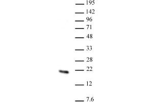 Hmgn2 pAb tested by Western blot. (HMGN2 antibody  (N-Term))