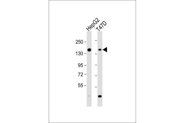 GLG1 antibody  (C-Term)