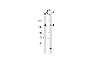 All lanes : Anti-GLG1 Antibody (C-term) at 1:2000 dilution Lane 1: HepG2 whole cell lysate Lane 2: T47D whole cell lysate Lysates/proteins at 20 μg per lane.