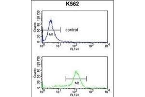 CDK5R Antibody (C-term) (ABIN652977 and ABIN2842619) flow cytometry analysis of K562 cells (bottom histogram) compared to a negative control cell (top histogram). (CDK5RAP1 antibody  (C-Term))