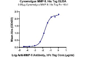 Immobilized Cynomolgus MMP-9, His Tag at 0. (MMP 9 Protein (AA 20-706) (His tag))