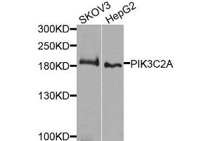 Western blot analysis of extracts of various cells, using PIK3C2A antibody. (PIK3C2A antibody)