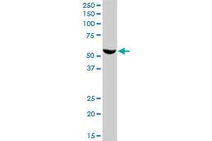 FMO3 MaxPab polyclonal antibody. (FMO3 antibody  (AA 1-532))