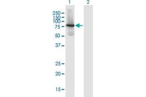 Western Blot analysis of KIAA1279 expression in transfected 293T cell line by KIAA1279 MaxPab polyclonal antibody. (KIF1BP antibody  (AA 1-621))