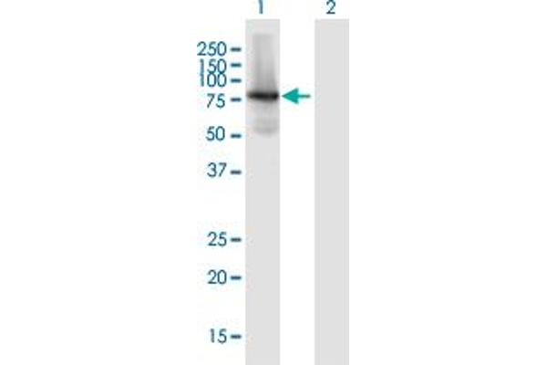 KIF1BP antibody  (AA 1-621)