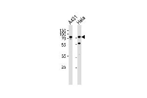 Western blot analysis of lysates from A431, Hela cell line (from left to right), using SEPT9 Antibody (C-term) (ABIN390155 and ABIN2840654). (Septin 9 antibody  (C-Term))