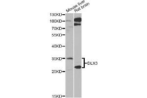 Western blot analysis of extracts of various cell lines, using DLX3 Antibody (ABIN5975440) at 1/1000 dilution. (DLX3 antibody)