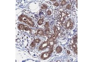 Immunohistochemical staining of human breast with KIAA1328 polyclonal antibody  shows moderate cytoplasmic and nuclear positivity in glandular cells.