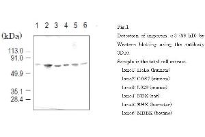 Western Blotting (WB) image for anti-Karyopherin (Importin) alpha 4 (KPNA4) (full length) antibody (ABIN2452037) (KPNA4 antibody  (full length))
