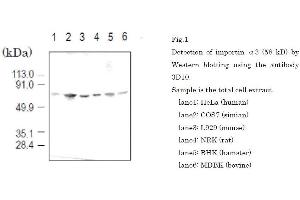 Western Blotting (WB) image for anti-Karyopherin (Importin) alpha 4 (KPNA4) (full length) antibody (ABIN2452037) (KPNA4 antibody  (full length))