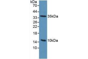 Western blot analysis of Mouse Sp2/0 Cells.