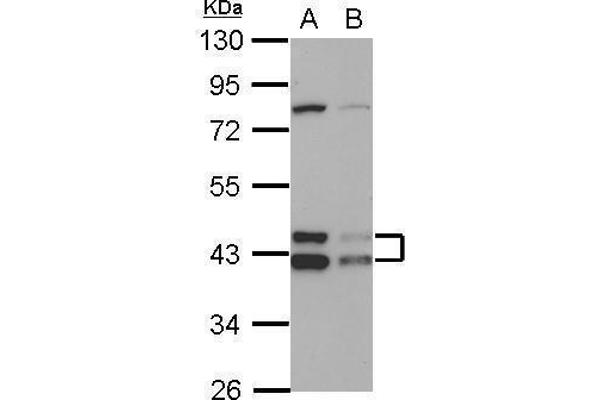 DNAJA3 antibody  (Center)