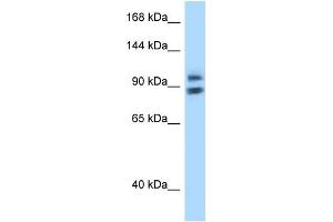 WB Suggested Anti-ZHX1 Antibody Titration: 1. (ZHX1 antibody  (N-Term))