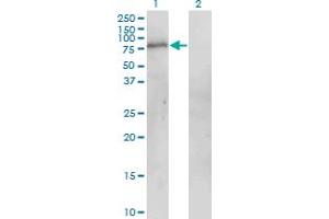 Western Blot analysis of POGK expression in transfected 293T cell line by POGK monoclonal antibody (M01), clone 1A9. (POGK antibody  (AA 431-540))