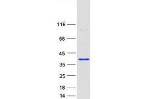 Western Blotting (WB) image for tRNA-YW Synthesizing Protein 3 Homolog (TYW3) protein (Myc-DYKDDDDK Tag) (ABIN2734734)