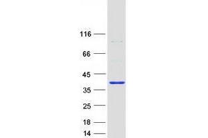 Validation with Western Blot (TYW3 Protein (Myc-DYKDDDDK Tag))