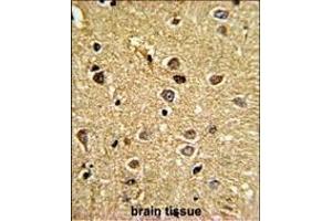 Formalin-fixed and paraffin-embedded human brain tissue reacted with CHC1L Antibody (N-term), which was peroxidase-conjugated to the secondary antibody, followed by DAB staining. (RCBTB2 antibody  (N-Term))