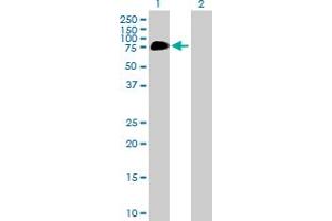 Western Blot analysis of C13orf18 expression in transfected 293T cell line by C13orf18 MaxPab polyclonal antibody. (C13orf18 antibody  (AA 1-595))