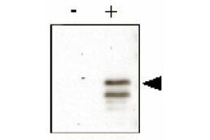 Anti-CREB pS133 was used to detect phosphorylated CREB by immunoblot. (CREB1 antibody  (pSer133))