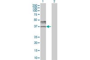 Western Blot analysis of BSG expression in transfected 293T cell line by BSG MaxPab polyclonal antibody. (CD147 antibody  (AA 1-269))