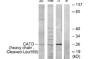 Western blot analysis of extracts from 293 cells and NIH-3T3 cells treated with etoposide (25uM, 1hour), Jurkat cells and A549 cells treated with etoposide (25uM, 24hours), using CATD (heavy chain, Cleaved-Leu169) antibody. (Cathepsin D antibody  (Cleaved-Leu169, Heavy Chain))