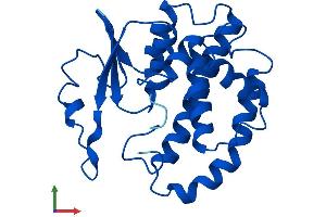 AlphaFold protein structure predicition of Human Recombinant GSTM5 Protein, UniprotID P46439 (GSTM5 Protein (AA 1-218) (His tag))