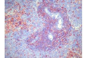 Immunohistochemistry (IHC) image for anti-CD4 (CD4) antibody (Biotin) (ABIN781722) (CD4 antibody  (Biotin))