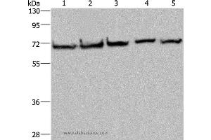Western blot analysis of HT-29, A549, 293T, MCF-7 and Hela cell, using HSPA9 Polyclonal Antibody at dilution of 1:300 (HSPA9 antibody)