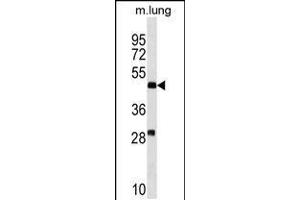 Western blot analysis in mouse lung tissue lysates (35ug/lane). (RNF150 antibody  (N-Term))