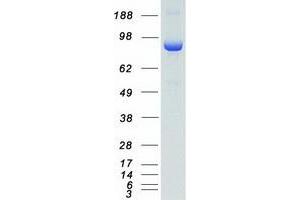 Western Blotting (WB) image for Calcium/calmodulin-Dependent serine Protein Kinase (MAGUK Family) (CASK) (Transcript Variant 1) protein (Myc-DYKDDDDK Tag) (ABIN2713199)