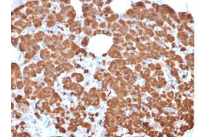 Formalin-fixed, paraffin-embedded human Pancreas stained with Carboxypeptidase A1 / CPA1 Mouse Monoclonal Antibody (CPA1/2711). (CPA1 antibody)
